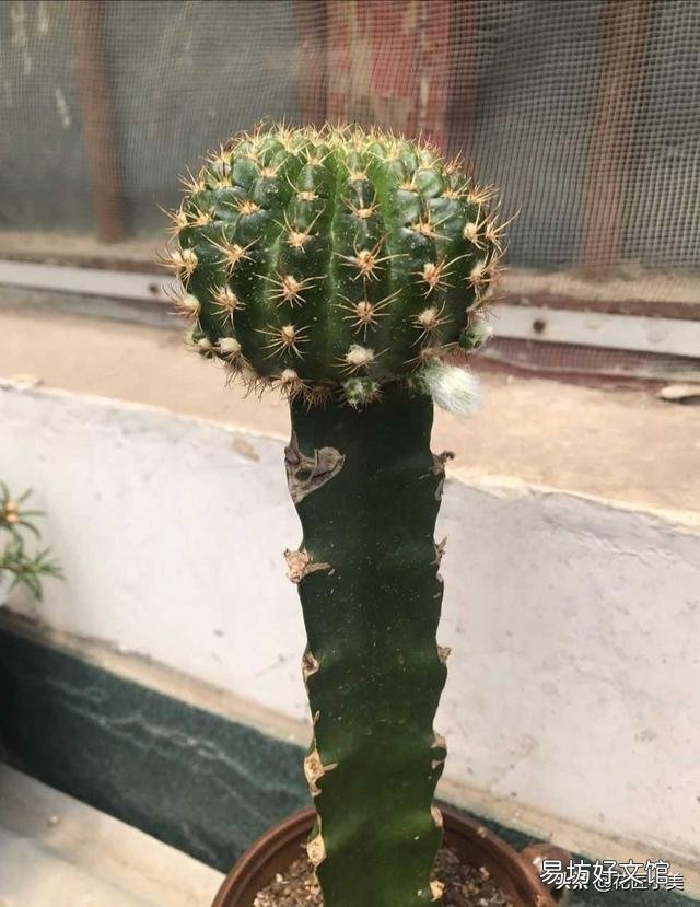 绯花玉夏天可以换盆吗?咋换?