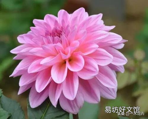 请问室内盆栽养护大丽花有什么技巧?