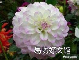 请问室内盆栽养护大丽花有什么技巧?