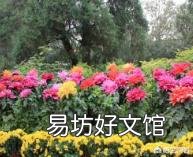 请问室内盆栽养护大丽花有什么技巧?
