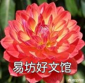 请问室内盆栽养护大丽花有什么技巧?