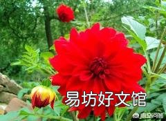 请问室内盆栽养护大丽花有什么技巧?