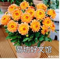 请问室内盆栽养护大丽花有什么技巧?