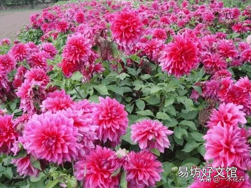 请问室内盆栽养护大丽花有什么技巧?
