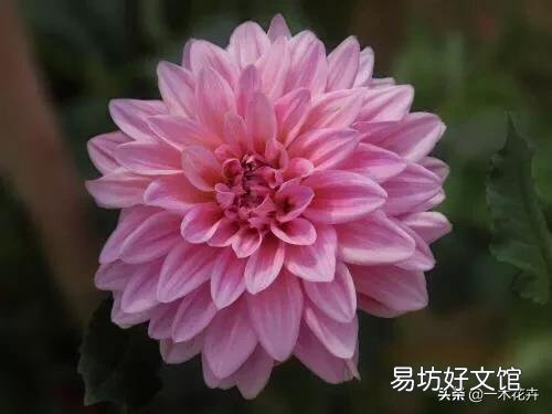 请问室内盆栽养护大丽花有什么技巧?