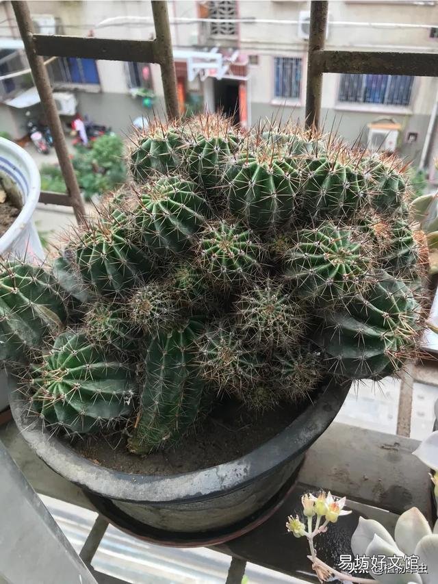 盆栽的仙人掌,夏季可以淋雨吗?夏季应该怎么养护?