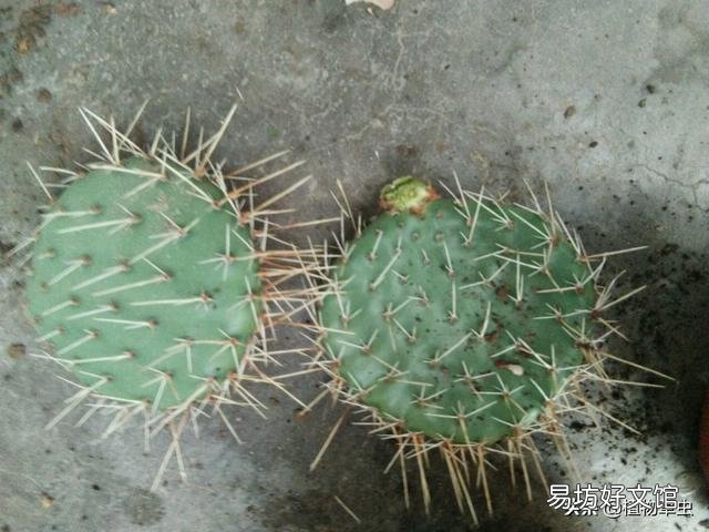 盆栽的仙人掌,夏季可以淋雨吗?夏季应该怎么养护?
