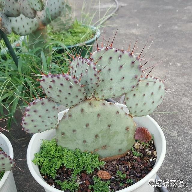 盆栽的仙人掌,夏季可以淋雨吗?夏季应该怎么养护?
