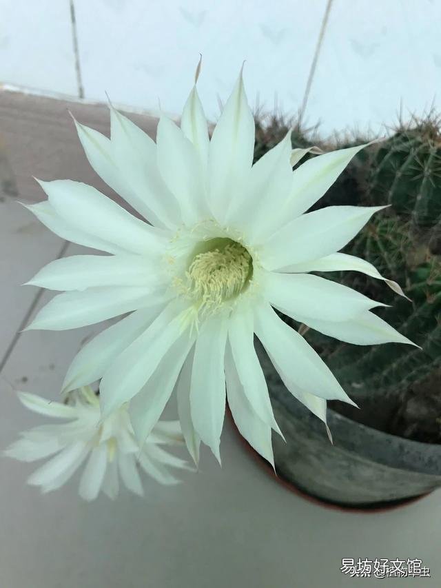 盆栽的仙人掌,夏季可以淋雨吗?夏季应该怎么养护?