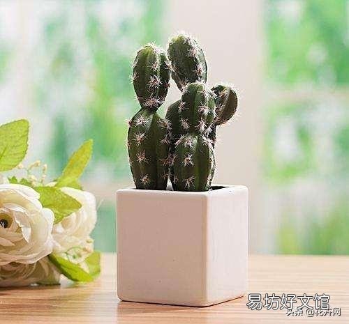 盆栽的仙人掌,夏季可以淋雨吗?夏季应该怎么养护?