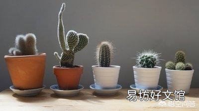 盆栽的仙人掌,夏季可以淋雨吗?夏季应该怎么养护?