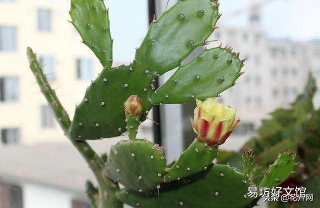 盆栽的仙人掌,夏季可以淋雨吗?夏季应该怎么养护?