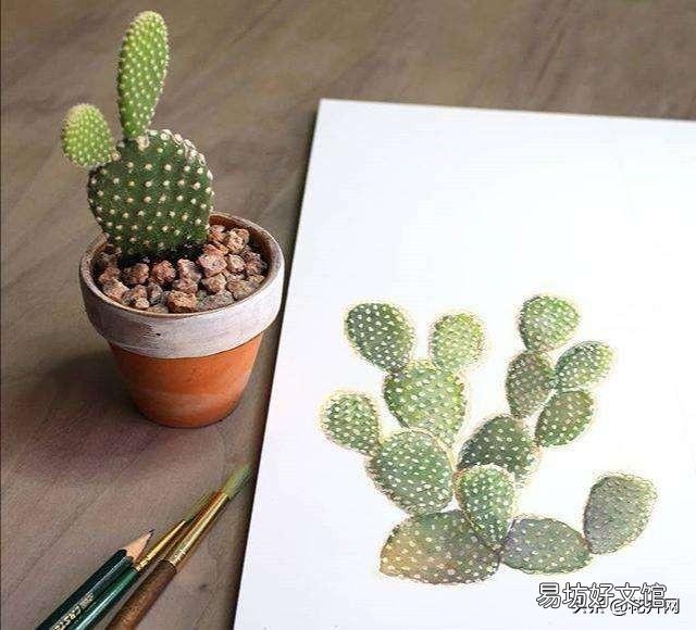 盆栽的仙人掌,夏季可以淋雨吗?夏季应该怎么养护?
