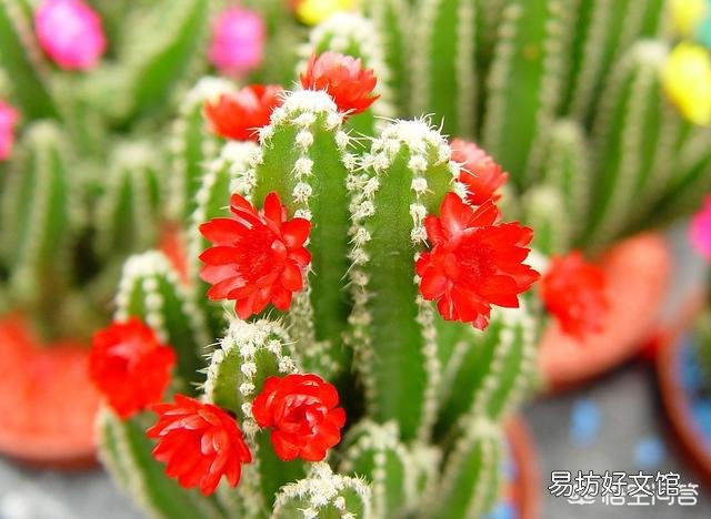 盆栽的仙人掌,夏季可以淋雨吗?夏季应该怎么养护?