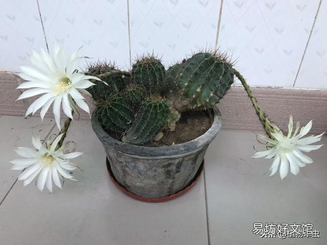 盆栽的仙人掌,夏季可以淋雨吗?夏季应该怎么养护?