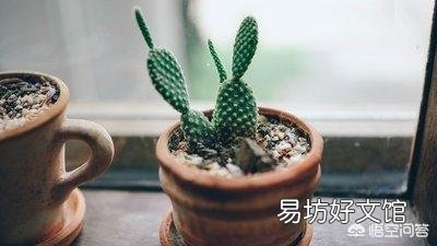 盆栽的仙人掌,夏季可以淋雨吗?夏季应该怎么养护?