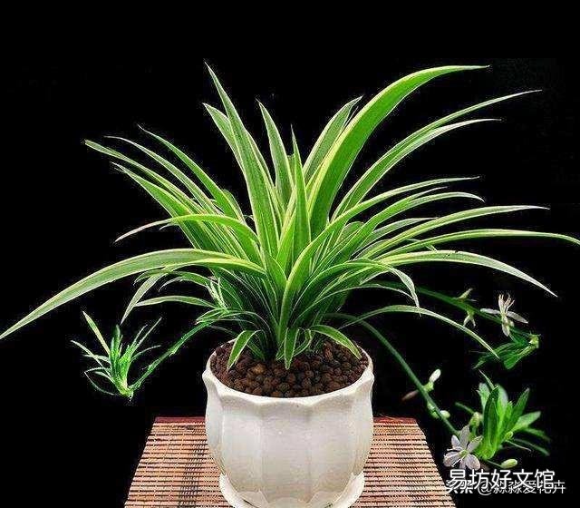 家里养的花成这样了怎么解决?