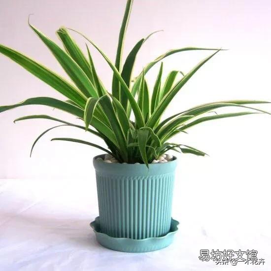 家里养的花成这样了怎么解决?