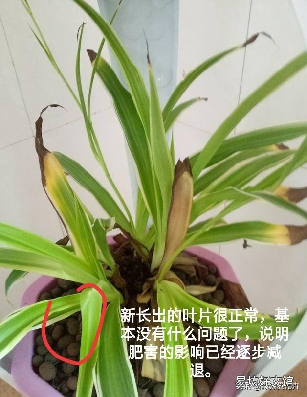家里养的花成这样了怎么解决?
