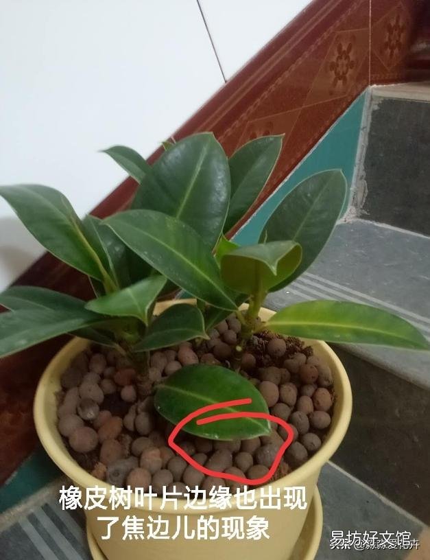 家里养的花成这样了怎么解决?