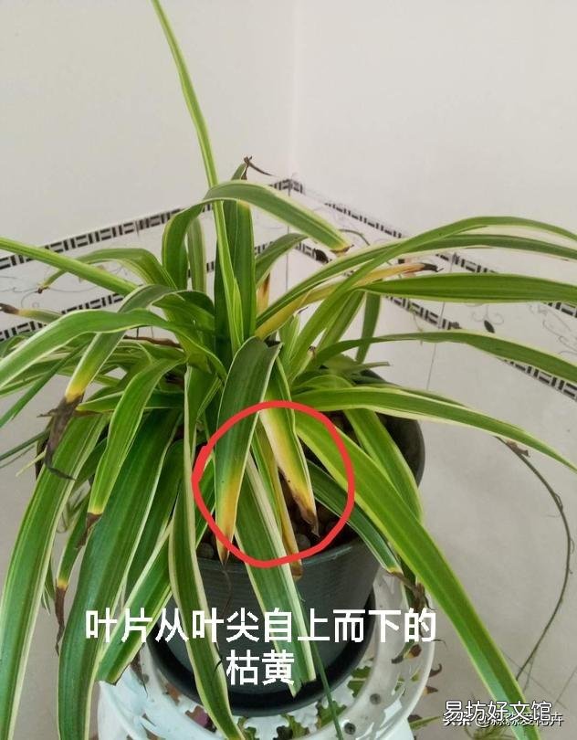 家里养的花成这样了怎么解决?