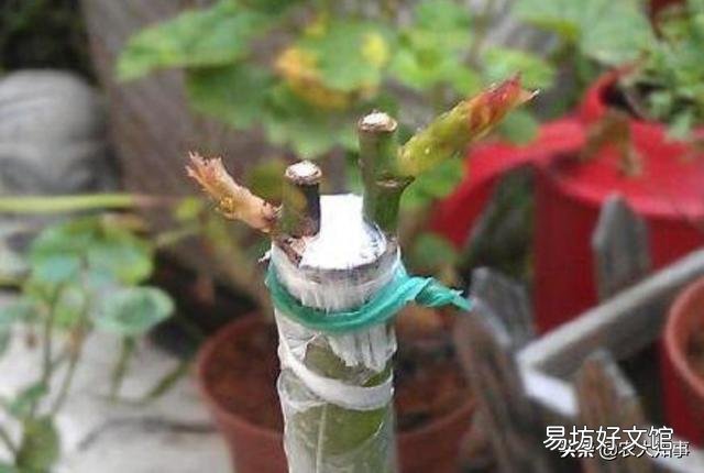 紫薇能嫁接月季花吗?