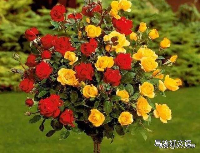 紫薇能嫁接月季花吗?
