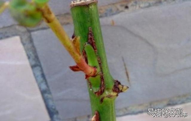 紫薇能嫁接月季花吗?