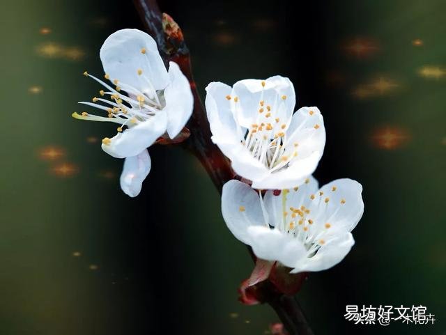 四季梅花的叶子有点蔫是怎么回事?