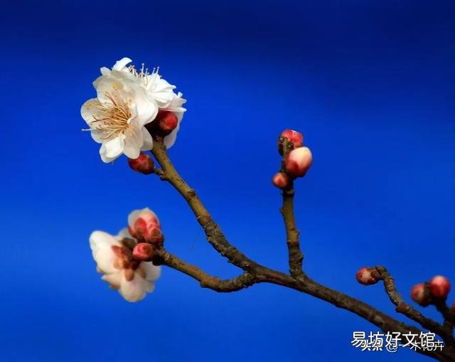 四季梅花的叶子有点蔫是怎么回事?