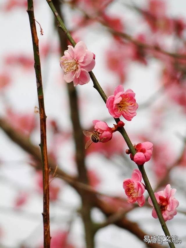 四季梅花的叶子有点蔫是怎么回事?