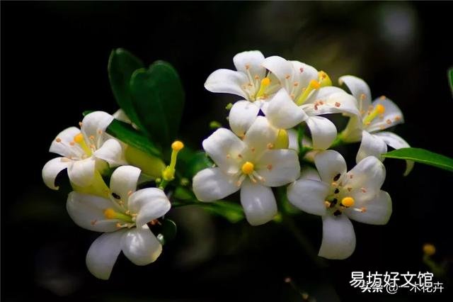九里香换完盆土后需要马上浇水吗?