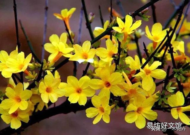迎春花落叶怎么办?可以换盆吗?