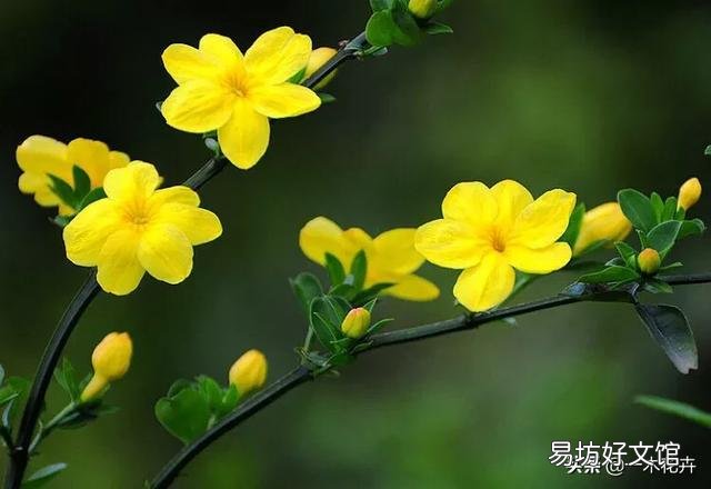 迎春花落叶怎么办?可以换盆吗?