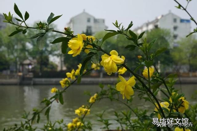 迎春花落叶怎么办?可以换盆吗?