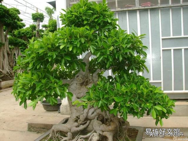 榕树种植的时候种在对着花盆的孔上可以吗？