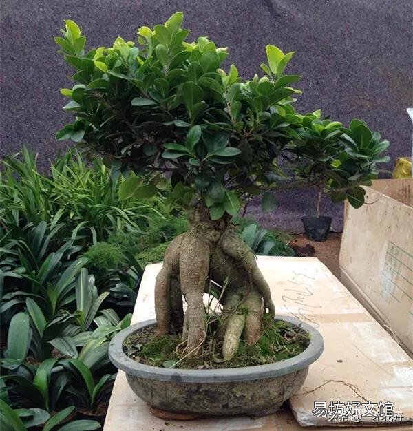 榕树种植的时候种在对着花盆的孔上可以吗？
