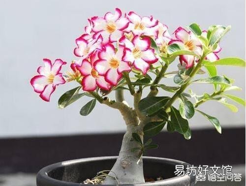 沙漠玫瑰服盆后怎样施肥？