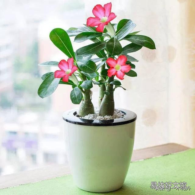 沙漠玫瑰服盆后怎样施肥？