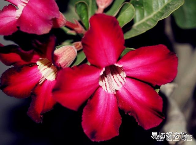 沙漠玫瑰服盆后怎样施肥？
