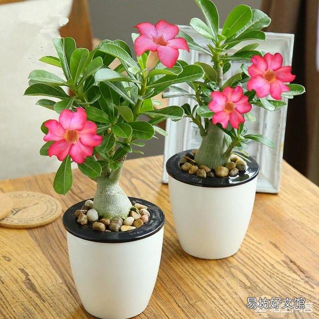 沙漠玫瑰服盆后怎样施肥？