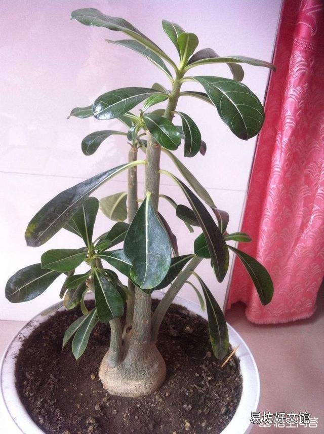 沙漠玫瑰服盆后怎样施肥？