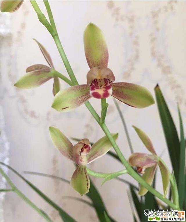 兰花叶尖干枯怎么办?