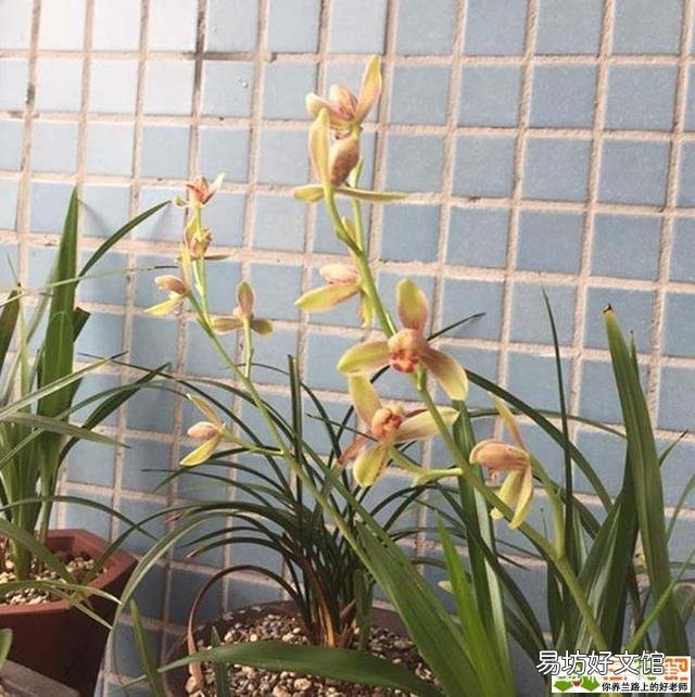 兰花叶尖干枯怎么办?