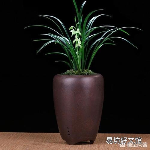 兰花叶尖干枯怎么办?