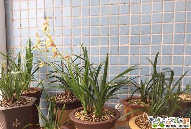 兰花叶尖干枯怎么办?