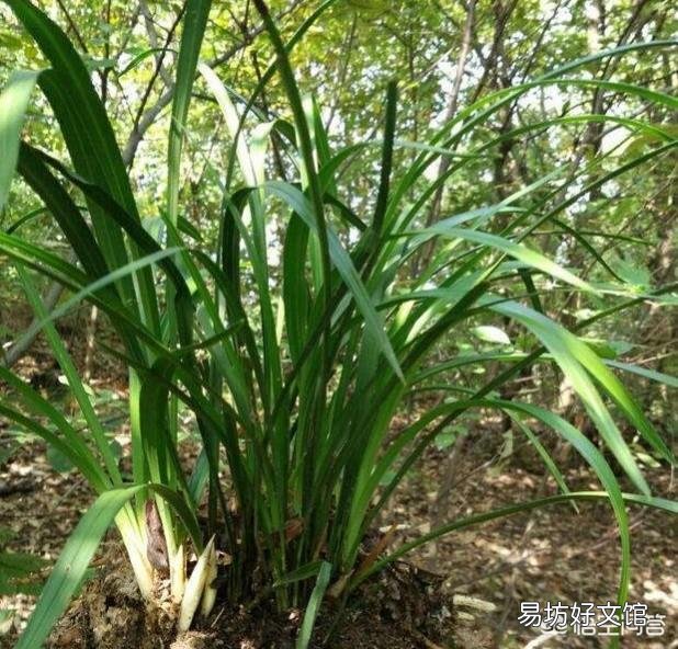 下山蕙兰养了一年了，长得很慢，未发新芽，倒是叶子挺有光泽，不知道是什么原因？