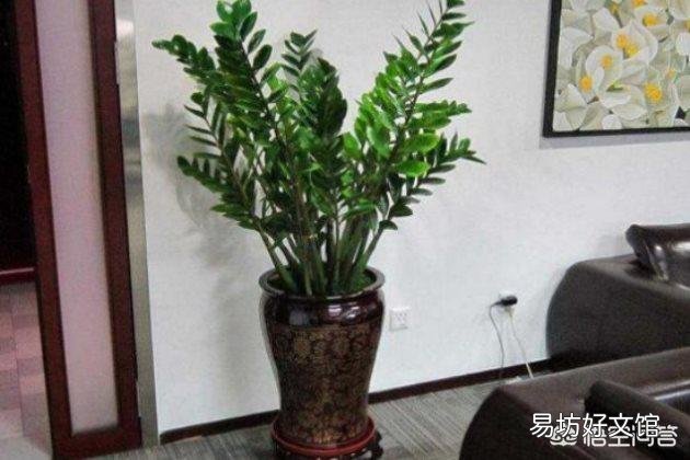 金钱树扦插多久生根?