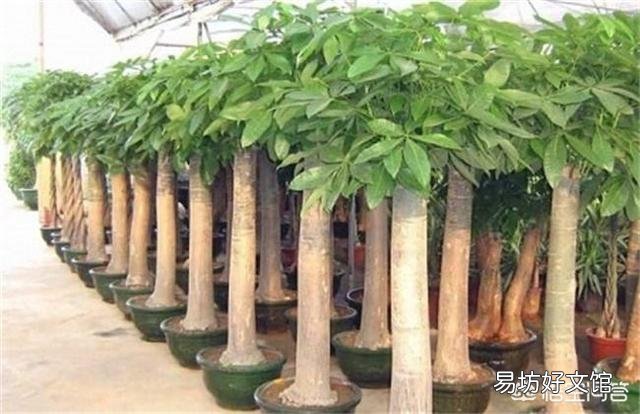 木炭灰可以栽培发财树吗?