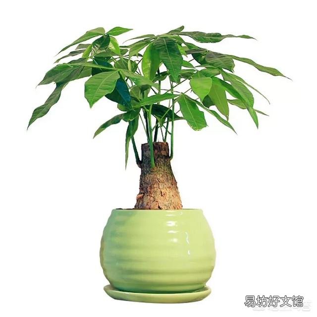 木炭灰可以栽培发财树吗?